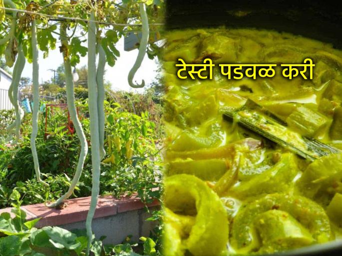 Lunchbox Recipe: Try this quick-to-make Padwal Curry, two bites will be more than enough! | Lunchbox Recipe: झटपट तयार होणारी 'पडवळ करी' एकदा ट्राय करा, दोन घास जास्तच जातील!