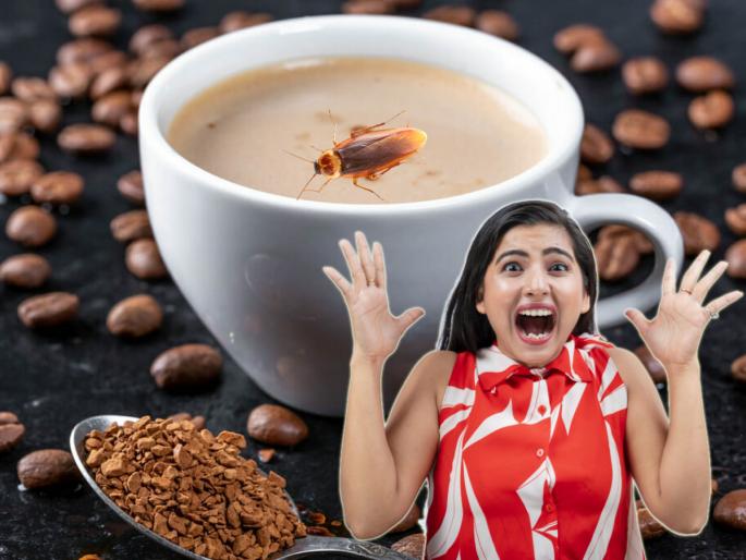Cockroaches are also rubbed with coffee, there are cockroaches in coffee! It seems false, read what the FDA says.. | कॉफीसोबत झुरळंही रगडली जातात, कॉफीत असतातच झुरळं! खोटं वाटतंय, वाचा FDA काय सांगतेय..