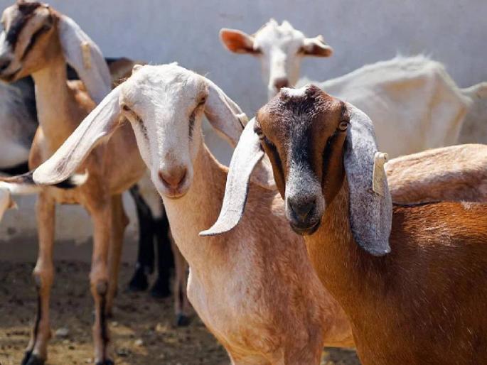 Farmers will get subsidy for 20 goats and two bucks under this scheme, application deadline till 4th July | शेतकऱ्यांना 'या' योजनेअंतर्गत मिळणार २० शेळ्या आणि दोन बोकडांसाठी ५०% अनुदान Farmers will get subsidy for 20 goats and two bucks under this scheme, application deadline till 4th July | शेतकऱ्यांना 'या' योजनेअंतर्गत मिळणार २० शेळ्या आणि दोन बोकडांसाठी ५०% अनुदान