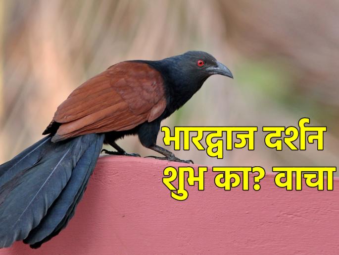 Lucky Sign: The auspicious day of Diwali, the appearance of Bhardwaja means raremoment; Read in detail! | Lucky Sign: दिवाळीचे शुभ दिवस, त्यात भारद्वाजाचे दिसणे म्हणजे दुग्धशर्करा योगच; सविस्तर वाचा! Lucky Sign: The auspicious day of Diwali, the appearance of Bhardwaja means raremoment; Read in detail! | Lucky Sign: दिवाळीचे शुभ दिवस, त्यात भारद्वाजाचे दिसणे म्हणजे दुग्धशर्करा योगच; सविस्तर वाचा!