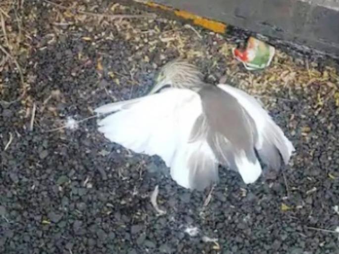 14 herons found dead in Thane; Mumbaikars worried over bird flu scare | ठाण्यात १४ बगळे मृतावस्थेत सापडले; 'बर्ड फ्लू'च्या दहशतीने चिंता वाढली