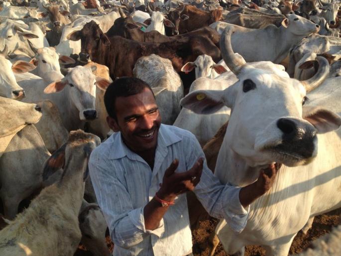 Govt's 'HI' Scheme to Maintain Bhakad Cows, Rs 1 Crore Grant to Each District | भाकड गायींना सांभाळण्यासाठी सरकारची 'ही' योजना, प्रत्येक जिल्ह्याला एक कोटीचे अनुदान Govt's 'HI' Scheme to Maintain Bhakad Cows, Rs 1 Crore Grant to Each District | भाकड गायींना सांभाळण्यासाठी सरकारची 'ही' योजना, प्रत्येक जिल्ह्याला एक कोटीचे अनुदान
