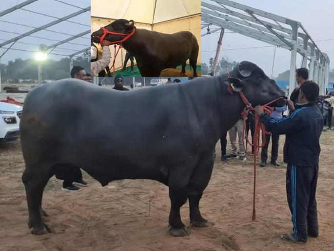 Dry Fruit Eater Golu-2 Male Buffalo priced at Rs 10 crore; Earns rs 25 lakhs per annum; You will be amazed to know the number of his calves padmashree narendra singh | ड्राय फ्रूट्स खाणारा ‘गोलू-2’, किंमत 10 कोटी; वर्षाला कमावतो 25 लाख; त्याच्या बछड्यांची संख्या जाणून थक्क व्हाल Dry Fruit Eater Golu-2 Male Buffalo priced at Rs 10 crore; Earns rs 25 lakhs per annum; You will be amazed to know the number of his calves padmashree narendra singh | ड्राय फ्रूट्स खाणारा ‘गोलू-2’, किंमत 10 कोटी; वर्षाला कमावतो 25 लाख; त्याच्या बछड्यांची संख्या जाणून थक्क व्हाल