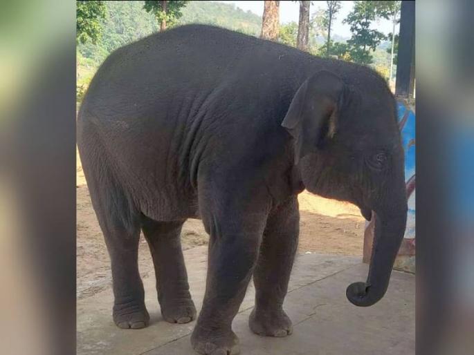 gadchiroli sai elephant died camp only three years old | कमलापूरच्या हत्ती कॅम्पमधील ‘सई’ने घेतला अखेरचा श्वास; अवघं तीन वर्षांचं वय असताना मृत्यू gadchiroli sai elephant died camp only three years old | कमलापूरच्या हत्ती कॅम्पमधील ‘सई’ने घेतला अखेरचा श्वास; अवघं तीन वर्षांचं वय असताना मृत्यू