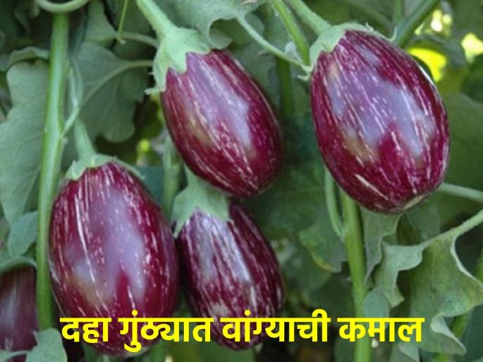 Planted brinjal in just 10 bunches, this farmer earned in 100 days... | अवघ्या १० गुंठ्यात केली वांगी लागवड, या शेतकऱ्यानं शंभर दिवसात कमावले... Planted brinjal in just 10 bunches, this farmer earned in 100 days... | अवघ्या १० गुंठ्यात केली वांगी लागवड, या शेतकऱ्यानं शंभर दिवसात कमावले...