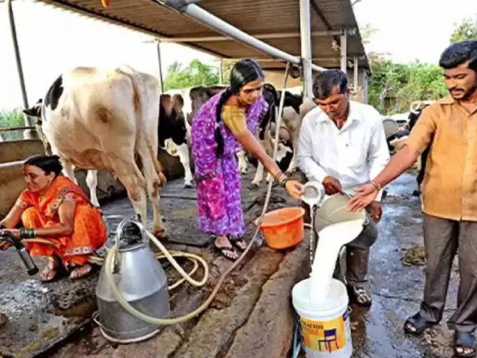 Women self-help groups doing dairy business will get subsidy, what is the eligibility? | दुग्ध व्यवसाय करणाऱ्या महिला बचत गटांना मिळणार अनुदान, काय आहे पात्रता ? Women self-help groups doing dairy business will get subsidy, what is the eligibility? | दुग्ध व्यवसाय करणाऱ्या महिला बचत गटांना मिळणार अनुदान, काय आहे पात्रता ?