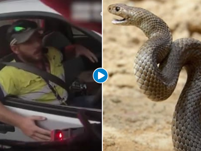 Australian man fights off one of the world deadliest snakes while driving on highway | थरारक! कार चालवताना ब्रेकजवळ लपून बसलेल्या विषारी सापासोबत तरूणाचा लढा, वाचा पुढे काय झालं? Australian man fights off one of the world deadliest snakes while driving on highway | थरारक! कार चालवताना ब्रेकजवळ लपून बसलेल्या विषारी सापासोबत तरूणाचा लढा, वाचा पुढे काय झालं?