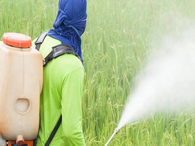 Tobacco can be fatal when sprayed! | फवारणी करताना तंबाखू जीवघेणी ठरू शकते!