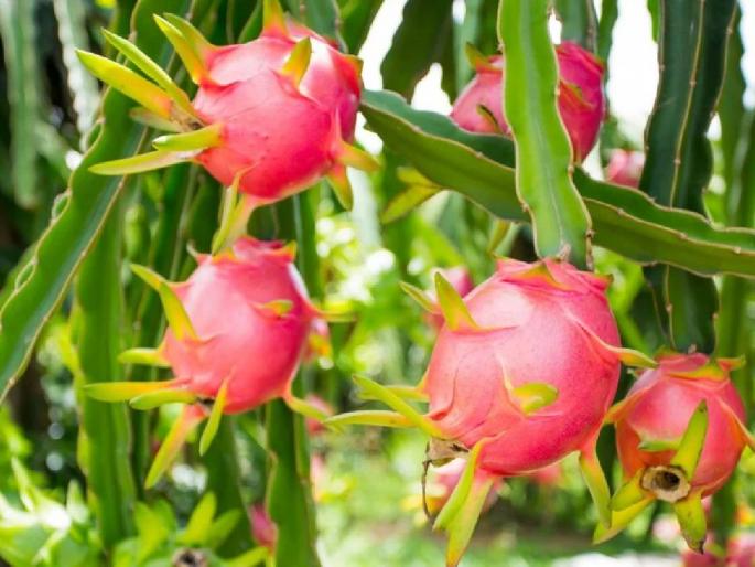 Cultivation of dragon fruit is a commodity for Ashti farmers | ड्रॅगन फ्रुटची शेती; आष्टीचे शेतकरी होताहेत मालामाल Cultivation of dragon fruit is a commodity for Ashti farmers | ड्रॅगन फ्रुटची शेती; आष्टीचे शेतकरी होताहेत मालामाल