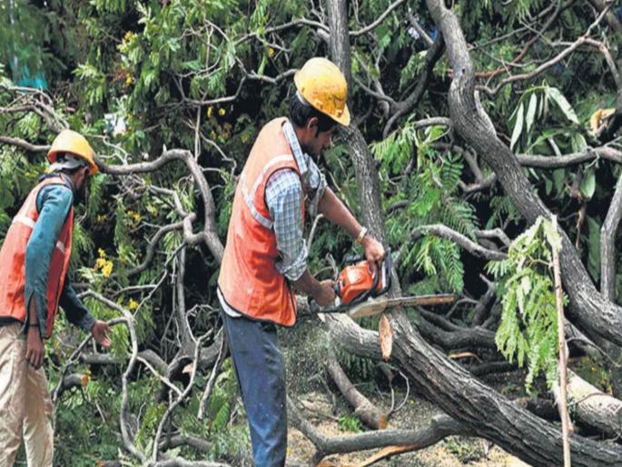 municipality asks for police to help protection for tree trimming due to the opposition of the environmentalists | वृक्ष छाटणीसाठी पोलिस संरक्षण द्या ! पर्यावरणप्रेमींच्या विरोधामुळे पालिकेचे साकडे municipality asks for police to help protection for tree trimming due to the opposition of the environmentalists | वृक्ष छाटणीसाठी पोलिस संरक्षण द्या ! पर्यावरणप्रेमींच्या विरोधामुळे पालिकेचे साकडे