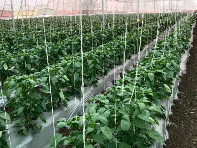 Cultivated capsicum in one acre, profit of 5.15 lakhs in six months | एका एकरात केली शिमला मिरचीची लागवड, सहा महिन्यात ५.१५ लाखांचा मिळवला नफा   Cultivated capsicum in one acre, profit of 5.15 lakhs in six months | एका एकरात केली शिमला मिरचीची लागवड, सहा महिन्यात ५.१५ लाखांचा मिळवला नफा
