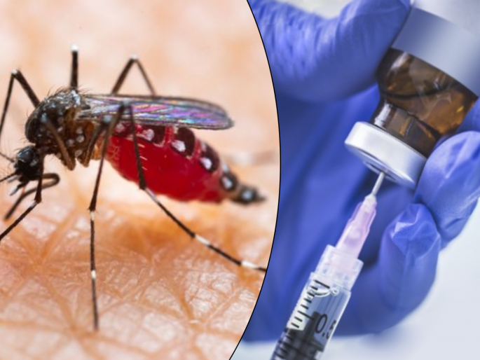 Study says super vaccine made from mosquito spit will eliminate many diseases like dengue | मोठं यश! डासांच्या थूंकीपासून तयार केली जाईल सुपर वॅक्सीन, थांबेल जगभरातील महामारी... Study says super vaccine made from mosquito spit will eliminate many diseases like dengue | मोठं यश! डासांच्या थूंकीपासून तयार केली जाईल सुपर वॅक्सीन, थांबेल जगभरातील महामारी...