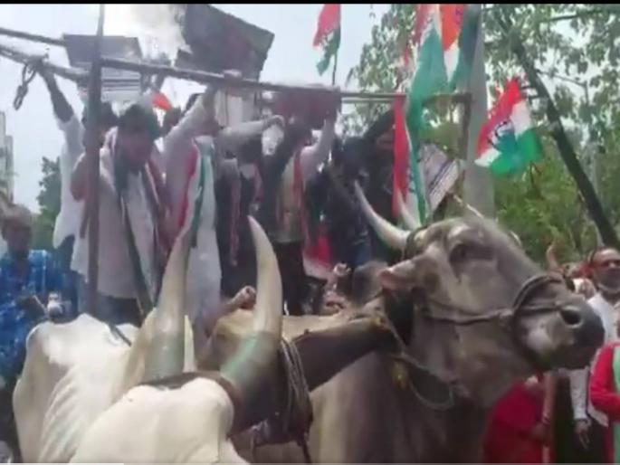 Congress workers and leaders falls from bullock cart while protesting in Mumbai while protesting against fuel price hike | VIDEO: इंधन दरवाढीविरोधात काँग्रेसचा मोर्चा; घोषणा देत असताना नेते बैलगाडीवरून कोसळले Congress workers and leaders falls from bullock cart while protesting in Mumbai while protesting against fuel price hike | VIDEO: इंधन दरवाढीविरोधात काँग्रेसचा मोर्चा; घोषणा देत असताना नेते बैलगाडीवरून कोसळले