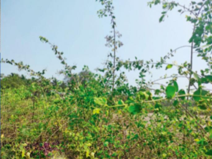 asangaon famous for kikhan tela | ‘किखन तेला’साठी प्रसिद्ध आसनगाव asangaon famous for kikhan tela | ‘किखन तेला’साठी प्रसिद्ध आसनगाव