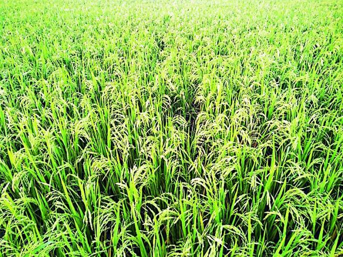 Spirit's incentive for the new modified mind | धानाच्या नवीन संशोधित वाणाला आत्माचे प्रोत्साहन Spirit's incentive for the new modified mind | धानाच्या नवीन संशोधित वाणाला आत्माचे प्रोत्साहन