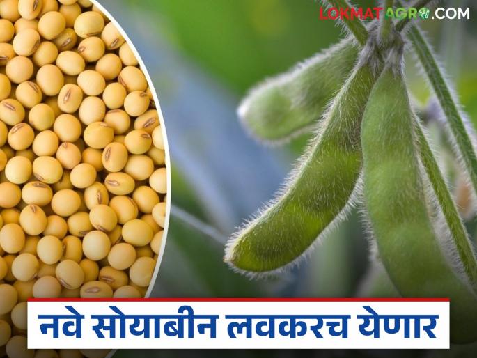 New soybeans will arrive in fifteen days, but prices will be on the ground; minimum support price not active | नवे सोयाबीन पंधरा दिवसांत येणार दर मात्र जमिनीवरच; हमीभावाचे वरातीमागून घोडे