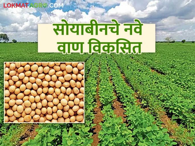 latet news New Soybean Variety: Good news for farmers! New varieties of soybeans to be launched in the coming kharif season. Read in detail | New Soybean Variety : शेतकऱ्यांसाठी खुशखबर! येत्या खरीपात बाजारात येणार सोयाबीनचे नवे वाण वाचा सविस्तर latet news New Soybean Variety: Good news for farmers! New varieties of soybeans to be launched in the coming kharif season. Read in detail | New Soybean Variety : शेतकऱ्यांसाठी खुशखबर! येत्या खरीपात बाजारात येणार सोयाबीनचे नवे वाण वाचा सविस्तर