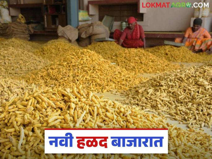 Halad BajarBhav : New turmeric has entered the market; Read in detail what price it got during Muhurta | Halad BajarBhav : नवीन हळद बाजारात दाखल; मुहूर्ताला काय मिळाला भाव वाचा सविस्तर Halad BajarBhav : New turmeric has entered the market; Read in detail what price it got during Muhurta | Halad BajarBhav : नवीन हळद बाजारात दाखल; मुहूर्ताला काय मिळाला भाव वाचा सविस्तर