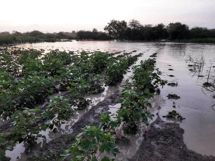 Heavy rains in Nevasa, Pathardi, Shevgaon talukas: Crops under water ... | नेवासा, पाथर्डी, शेवगाव तालुक्यात  अतिवृष्टी: पिके पाण्याखाली...