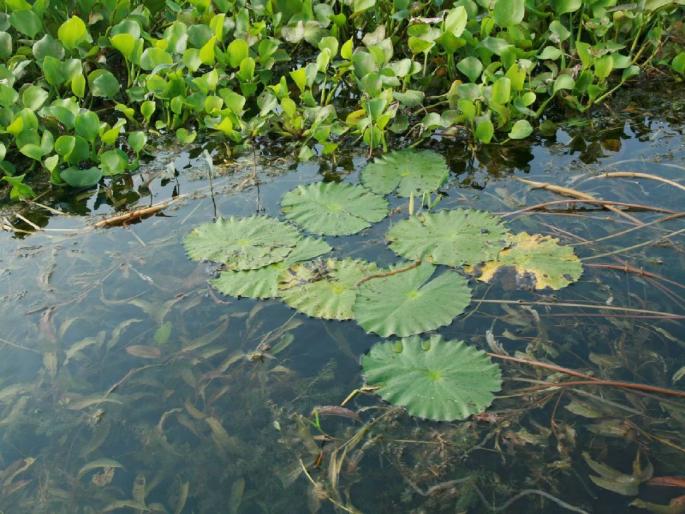 What is biodiversity? | जैवविविधता म्हणजे काय रे भाऊ? What is biodiversity? | जैवविविधता म्हणजे काय रे भाऊ?