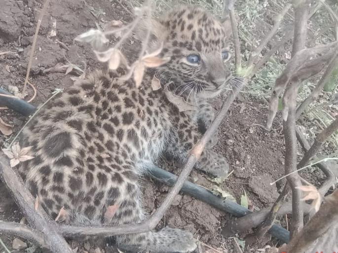 Free movement of female leopard with cubs in Bramhanda Shivara, fear among farmers | ब्राम्हंदा शिवारात मादी बिबट्याचा पिलांसह मुक्त संचार,शेतकऱ्यांमध्ये भीतीचे वातावरण Free movement of female leopard with cubs in Bramhanda Shivara, fear among farmers | ब्राम्हंदा शिवारात मादी बिबट्याचा पिलांसह मुक्त संचार,शेतकऱ्यांमध्ये भीतीचे वातावरण