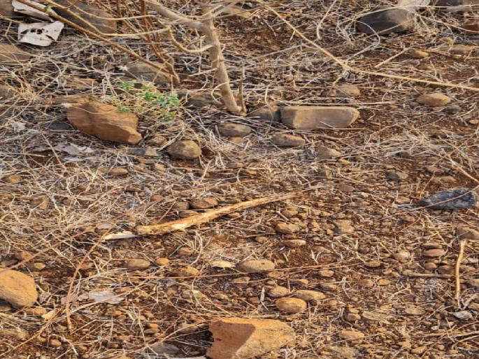 The skeleton of a missing old man was found; The dogs broke the ligaments | बापरे! बेपत्ता वृद्धाचा सांगाडाच सापडला; श्वानांनी तोडले लचके The skeleton of a missing old man was found; The dogs broke the ligaments | बापरे! बेपत्ता वृद्धाचा सांगाडाच सापडला; श्वानांनी तोडले लचके