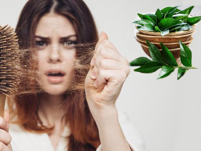 Curry leaves home remedies to reduce hair fall | केसगळती अन् कोड्यांपासून मिळवा नेहमीची सुटका, कढीपत्त्याचा असा करा वापर!