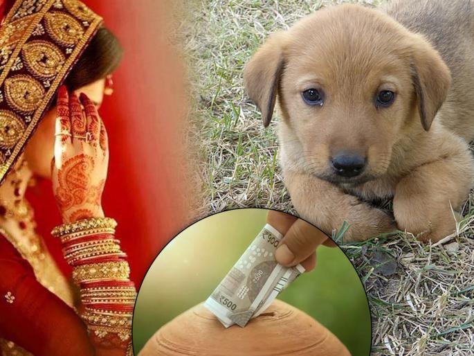 Bride wanted her guests to contribute to a wildlife hospital rather than lavish gifts | जबरदस्त! नवरी पाहुण्यांना म्हणाली, मला गिफ्ट नकोत...मोकाट प्राण्यांसाठी डोनेशन करा!