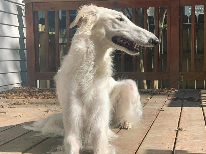 Meet this dog with super long nose becomes internet sensation pics goes viral | 'या' कुत्र्याच्या नाकावर फिदा झाले लोक, तुम्हीही आधी पाहिला नसेल असा कुत्रा! Meet this dog with super long nose becomes internet sensation pics goes viral | 'या' कुत्र्याच्या नाकावर फिदा झाले लोक, तुम्हीही आधी पाहिला नसेल असा कुत्रा!