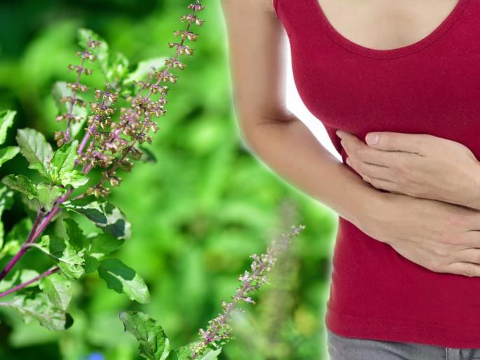 Know how tulsi leaves beneficial to get rid off acidity api | अ‍ॅसिडिटी झटपट दूर करण्यासाठी सकाळी करा तुळशीचं सेवन, कसं ते वाचा!