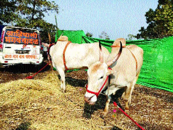 One lakh 80 thousand people in Mhsa Yatra | म्हसा यात्रेत बैलजोडी एक लाख ८० हजारांना