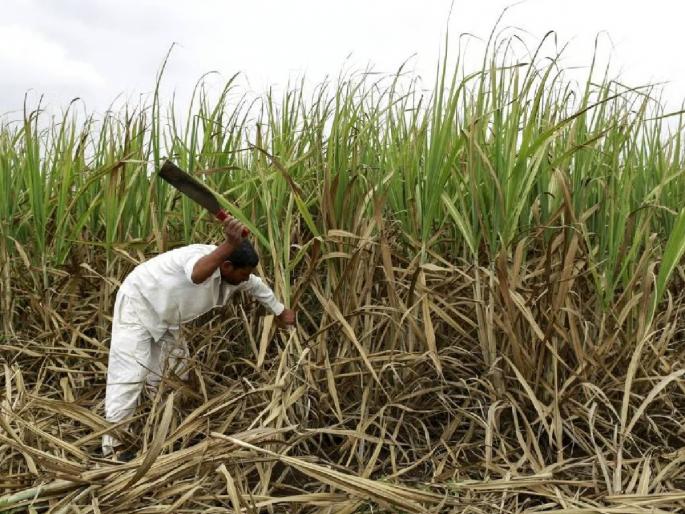 Sugarcane planted in August, September is not cut yet, what is the problem? | ऑगस्ट, सप्टेंबर महिन्यात लावलेल्या उसाची अजून तोडणी होईना, काय आहे अडचण?