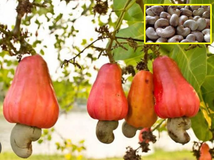 application from farmers for cashew base price started in goa | काजू आधारभूत किंमतीसाठी शेतकऱ्यांकडून अर्ज करणे सुरु application from farmers for cashew base price started in goa | काजू आधारभूत किंमतीसाठी शेतकऱ्यांकडून अर्ज करणे सुरु
