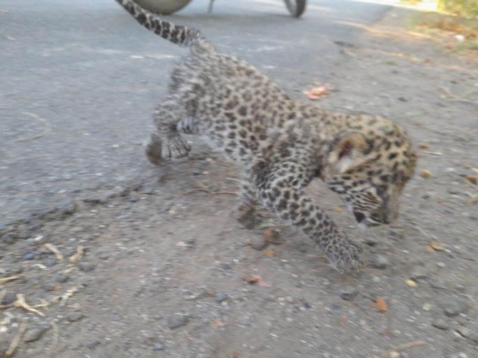 A young man died after hitting a divider, a midnight accident | अहमदनगर: पुणतांबा येथे बिबट्याचा बछडा सापडला A young man died after hitting a divider, a midnight accident | अहमदनगर: पुणतांबा येथे बिबट्याचा बछडा सापडला