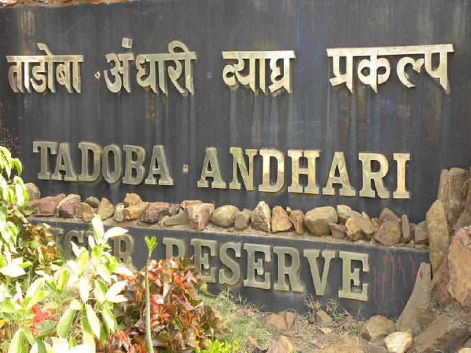 Tadoba Andhari tiger reserve ranks 14th among 51 tiger reserves in India | भारतातील ५१ व्याघ्र प्रकल्पांत ताडोबा १४ व्या क्रमांकावर Tadoba Andhari tiger reserve ranks 14th among 51 tiger reserves in India | भारतातील ५१ व्याघ्र प्रकल्पांत ताडोबा १४ व्या क्रमांकावर