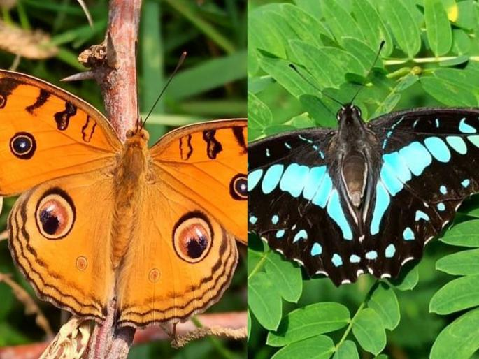 80 types of butterflies found in the solapur city; Van Vihar, living in the memory forest | शहरात आढळले ८० प्रकारचे फुलपाखरे; वन विहार, स्मृती वनात वास्तव्य 80 types of butterflies found in the solapur city; Van Vihar, living in the memory forest | शहरात आढळले ८० प्रकारचे फुलपाखरे; वन विहार, स्मृती वनात वास्तव्य
