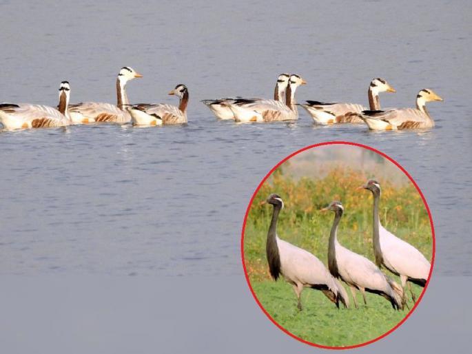 34 species of exotic birds were recorded in Amravati district, 67 species of exotic birds were seen in Vidarbha | अब लौट चले... विदेशी पक्ष्यांना परतीचे वेध 34 species of exotic birds were recorded in Amravati district, 67 species of exotic birds were seen in Vidarbha | अब लौट चले... विदेशी पक्ष्यांना परतीचे वेध