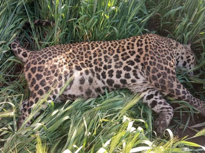 Leopard found dead in Nimbhore village panic spreads among residents | निंभोरे गावात आढळला मृतावस्थेत बिबट्या; परिसरातील नागरिकांच्यात घबराट पसरली