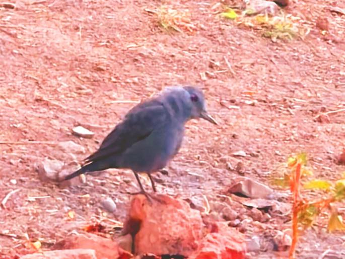 The singer of the mountains! After traveling 4,000 km, the 'blue musk' of Europe arrived in Nanded! | डोंगराचा गायक! ४,००० किमीचा प्रवास करून युरोपचा 'निळा कस्तूर' आला नांदेडमध्ये दाखल The singer of the mountains! After traveling 4,000 km, the 'blue musk' of Europe arrived in Nanded! | डोंगराचा गायक! ४,००० किमीचा प्रवास करून युरोपचा 'निळा कस्तूर' आला नांदेडमध्ये दाखल