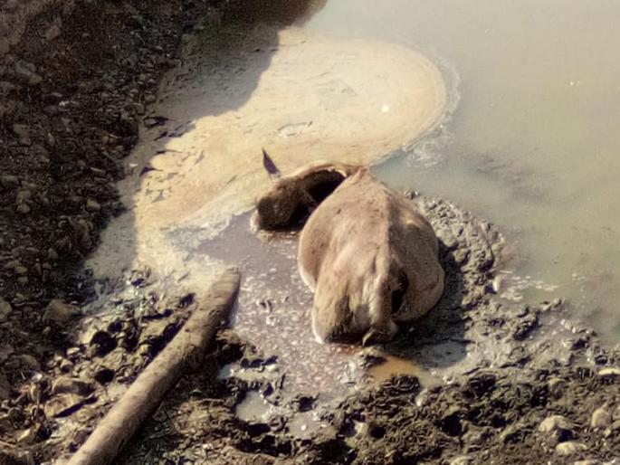 Animals wandering for water; trapped in mud | पाण्यासाठी भटकणाऱ्या वन्यप्राण्यांचा गाळात फसून जातोय जीव; तीन निलगाईचा बळी Animals wandering for water; trapped in mud | पाण्यासाठी भटकणाऱ्या वन्यप्राण्यांचा गाळात फसून जातोय जीव; तीन निलगाईचा बळी