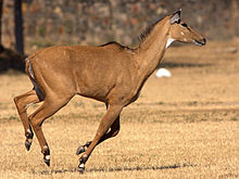 In the Mahur taluka, 341 wild animals live | माहूर तालुक्यात ३४१ जंगली प्राण्यांचा वावर In the Mahur taluka, 341 wild animals live | माहूर तालुक्यात ३४१ जंगली प्राण्यांचा वावर