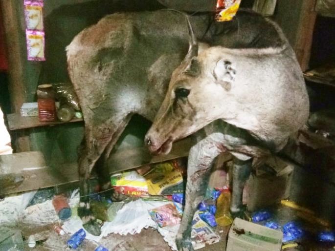 In the search of water, the death of nilgay in Shekapur village | पाण्याच्या शोधात शेकापूर गावात शिरलेल्या निलगायचा मृत्यू In the search of water, the death of nilgay in Shekapur village | पाण्याच्या शोधात शेकापूर गावात शिरलेल्या निलगायचा मृत्यू