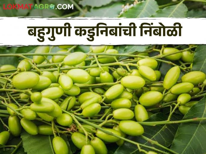 Latest News Use of nimboli extract for biological pest control see details | Organic Farming : शेतकऱ्यांनो! कडुनिंबाच्या निंबोळ्या साठवून ठेवा, वाचा शेतीसाठी काय फायदे?