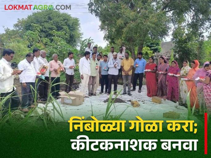 Farmers, collect neem seeds and avoid overuse of pesticides by using neem extract | शेतकऱ्यांनो, कडुलिंबाच्या निंबोळ्या गोळा करा निंबोळी अर्क करून कीडनाशकांचा अतिवापर टाळा Farmers, collect neem seeds and avoid overuse of pesticides by using neem extract | शेतकऱ्यांनो, कडुलिंबाच्या निंबोळ्या गोळा करा निंबोळी अर्क करून कीडनाशकांचा अतिवापर टाळा