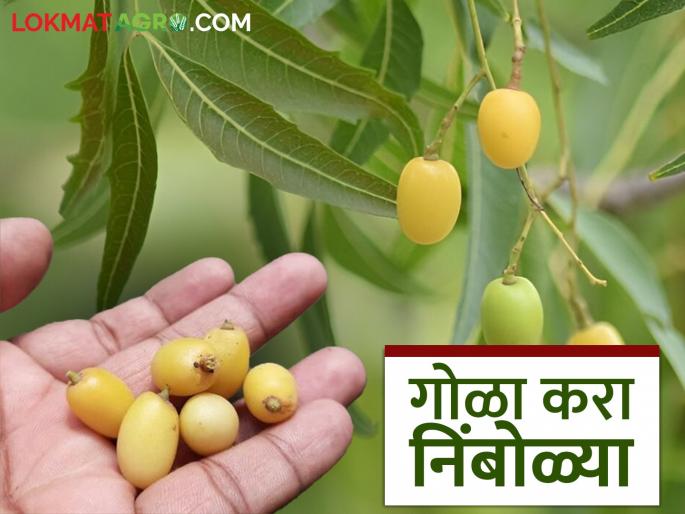 How to dry and store neem seed for neem extract; Read in detail | निंबोळी अर्कासाठी कशी कराल निंबोळ्याची वाळवण व साठवणूक; वाचा सविस्तर How to dry and store neem seed for neem extract; Read in detail | निंबोळी अर्कासाठी कशी कराल निंबोळ्याची वाळवण व साठवणूक; वाचा सविस्तर