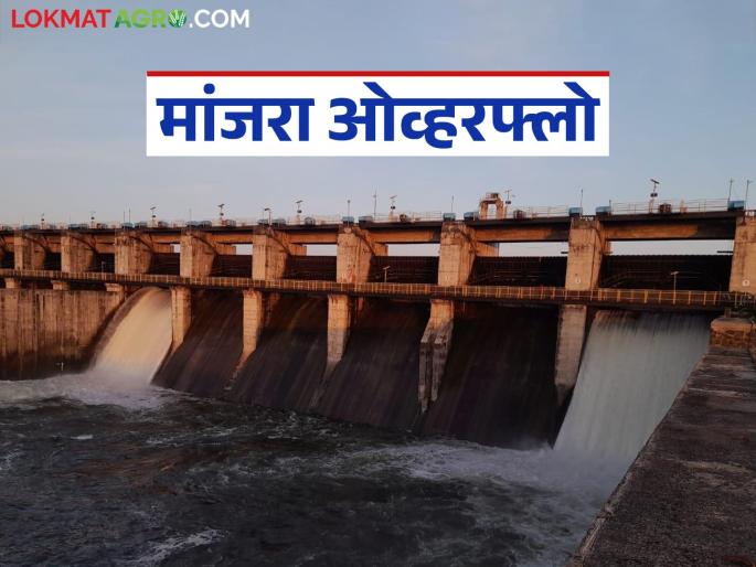 Manjara, medium projects including low-yield rice overflow; Rabi season worries allayed | मांजरा, निम्न तेरणासह मध्यम प्रकल्पही ओव्हरफ्लो; रब्बी हंगामाची चिंता मिटली