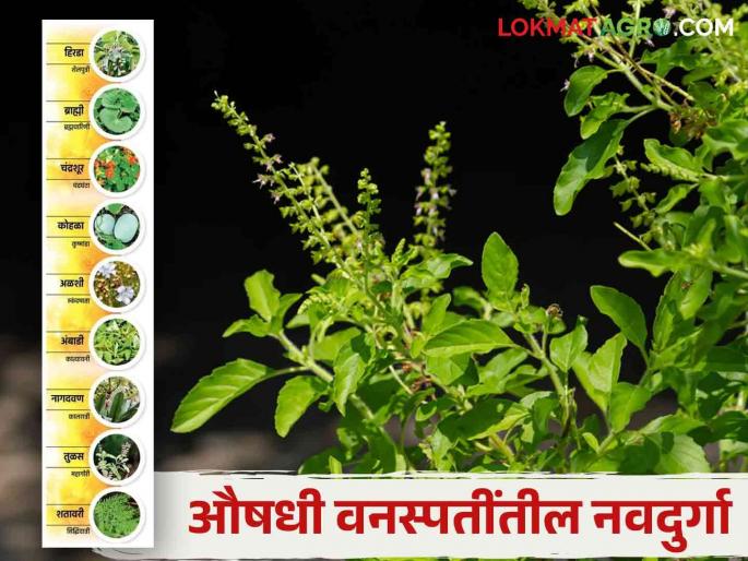 Navdurga : Read more about Navadurga seated in these nine herbs medicinal plants | Navdurga : या नऊ औषधी वनस्पतींमधील विराजमान नवदुर्गा वाचा सविस्तर Navdurga : Read more about Navadurga seated in these nine herbs medicinal plants | Navdurga : या नऊ औषधी वनस्पतींमधील विराजमान नवदुर्गा वाचा सविस्तर