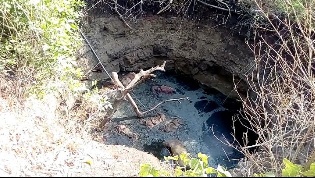 Nine Nilgay falls in the well; The dead body in the well for ten days | नऊ रोहींचा विहीरीत पडून मृत्यू; दहा दिवसांपासून मृतदेह विहिरीतच Nine Nilgay falls in the well; The dead body in the well for ten days | नऊ रोहींचा विहीरीत पडून मृत्यू; दहा दिवसांपासून मृतदेह विहिरीतच