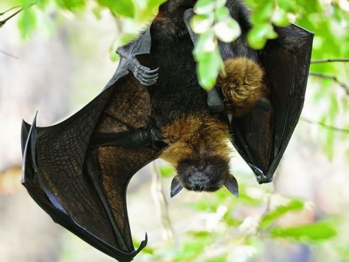 'Nipah' alert In Goa | ‘निपाह’बाबत गोव्यातही दक्षता, केरळमधून येणा-यांची तपासणी होणार  'Nipah' alert In Goa | ‘निपाह’बाबत गोव्यातही दक्षता, केरळमधून येणा-यांची तपासणी होणार