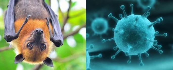 Nepah Virus: 'Alert' across the state | निपाह व्हायरस : राज्यभरात ‘अलर्ट’